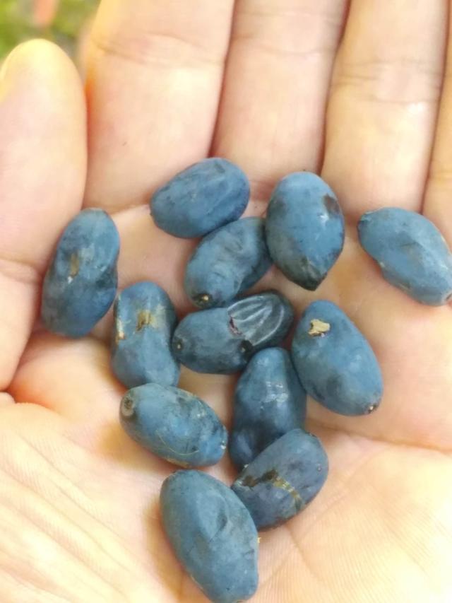 北方人第一次看到南方树，松涛棕榈树开花